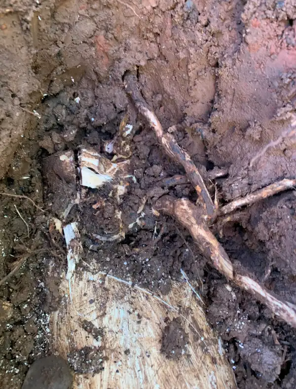 this is what your underground plumbing edison nj residents have to deal with. Roots growing into the pipes causing major plumbing back ups inside the home.